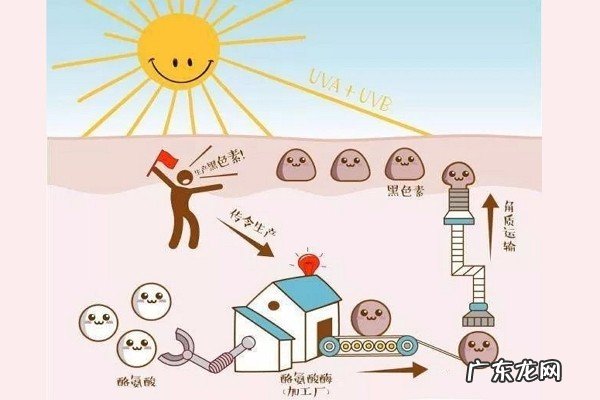 黑色素、褪黑素是一样的吗，有什么区别呢