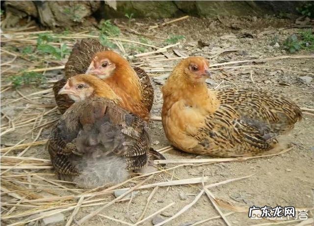 减肥吃的鸡胸肉都是哪种鸡的肉