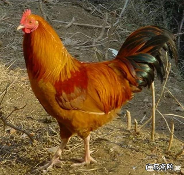 减肥吃的鸡胸肉都是哪种鸡的肉