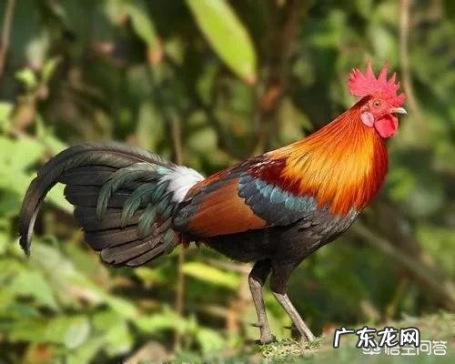 减肥吃的鸡胸肉都是哪种鸡的肉