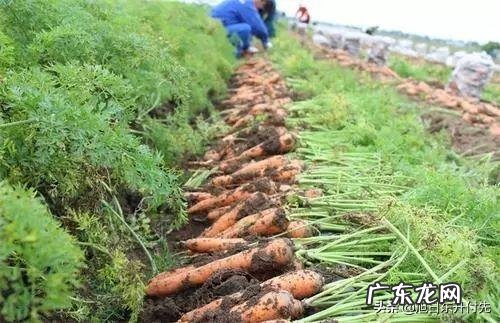 萝卜生虫子用白醋可以杀死吗