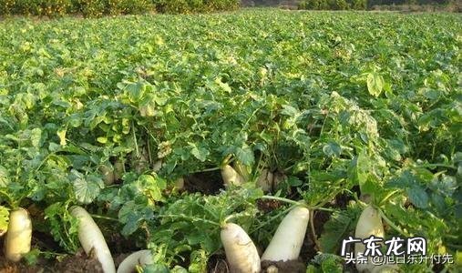 萝卜生虫子用白醋可以杀死吗