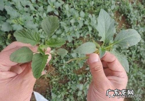 萝卜生虫子用白醋可以杀死吗