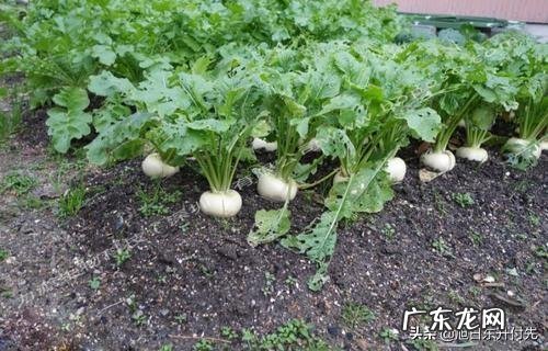 萝卜生虫子用白醋可以杀死吗