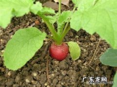 萝卜生虫子用白醋可以杀死吗