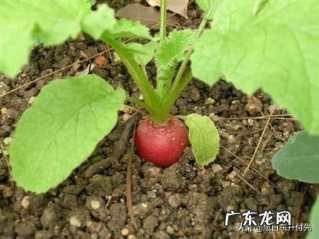 萝卜生虫子用白醋可以杀死吗