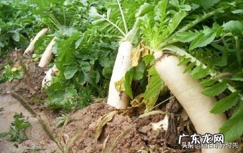 萝卜生虫子用白醋可以杀死吗