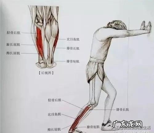 肌肉型小腿怎样才能变细长