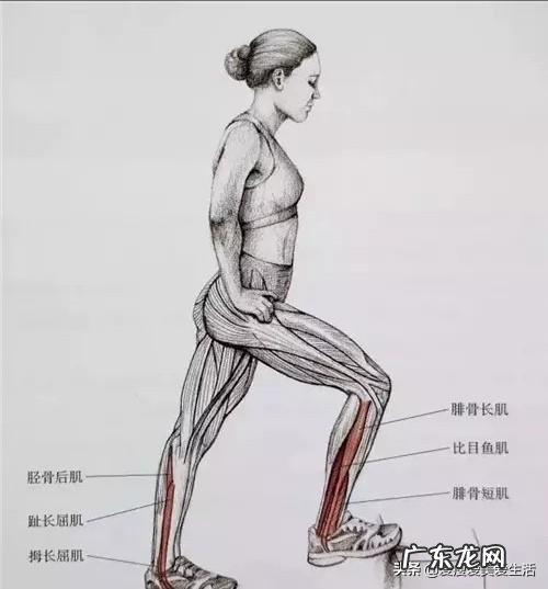 肌肉型小腿怎样才能变细长