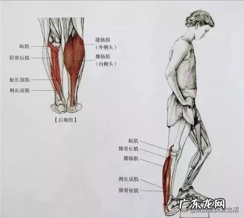 肌肉型小腿怎样才能变细长