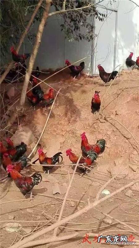 肉鸡增肥的饲喂方法有哪些