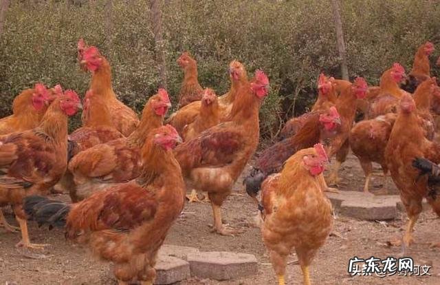 肉鸡增肥的饲喂方法有哪些