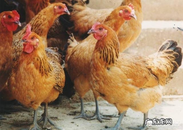 肉鸡增肥的饲喂方法有哪些