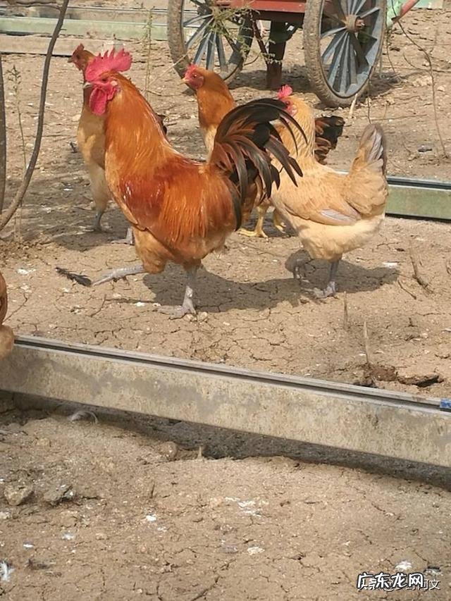 肉鸡增肥的饲喂方法有哪些