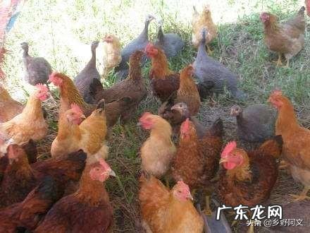 肉鸡增肥的饲喂方法有哪些