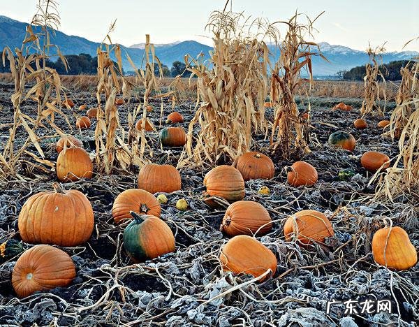 糖尿病人可以不可以吃南瓜