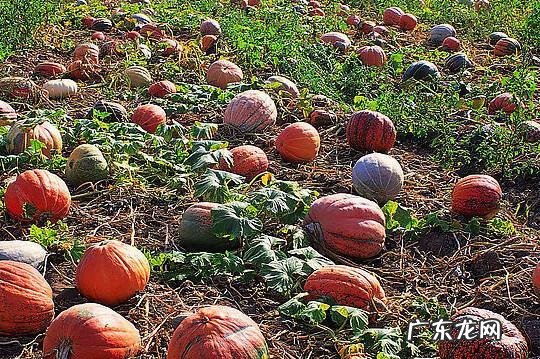 糖尿病人可以不可以吃南瓜
