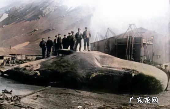 一个人被鲸鱼吞进肚子,为什么手里有刀,也无法破腹逃出来