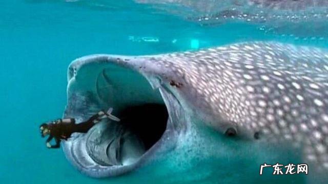 一个人被鲸鱼吞进肚子,为什么手里有刀,也无法破腹逃出来