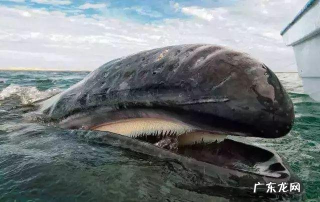 一个人被鲸鱼吞进肚子,为什么手里有刀,也无法破腹逃出来