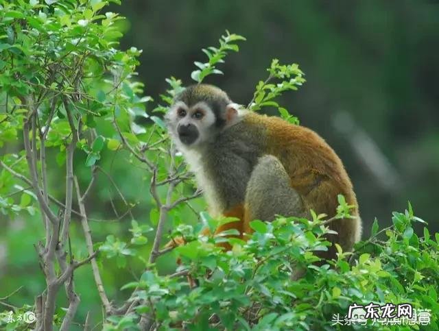 动物和植物最基本的区别是什么