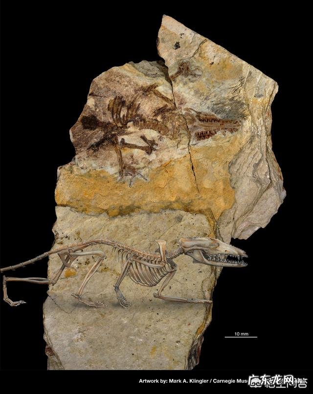 动物和植物最基本的区别是什么