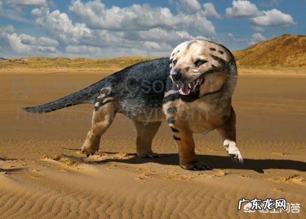 动物和植物最基本的区别是什么