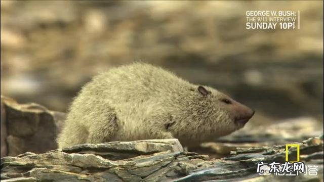 动物和植物最基本的区别是什么