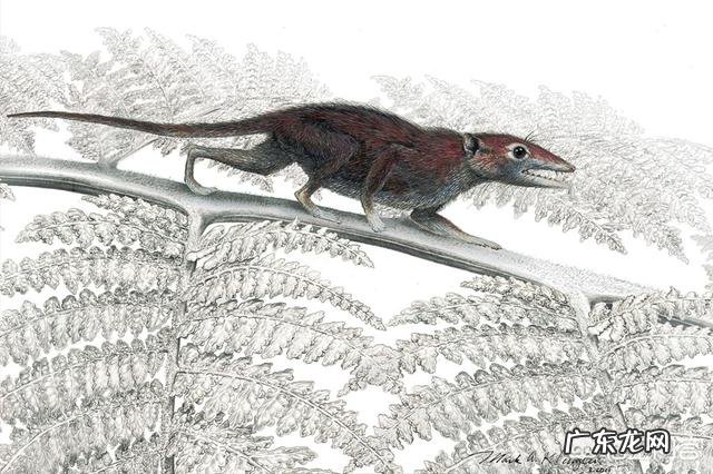 动物和植物最基本的区别是什么