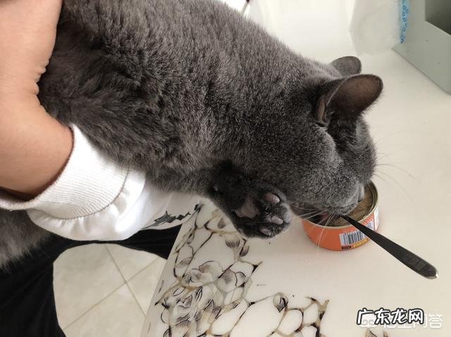 猫零食多久喂一次,猫可以天天吃零食吗