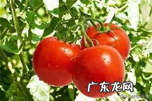 猫零食多久喂一次,猫可以天天吃零食吗