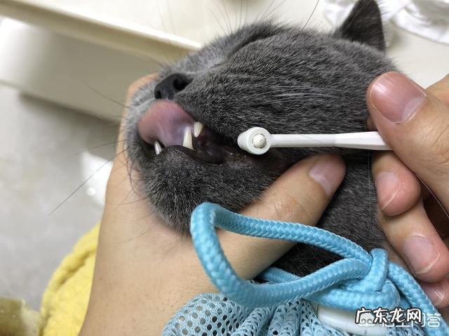 猫零食多久喂一次,猫可以天天吃零食吗