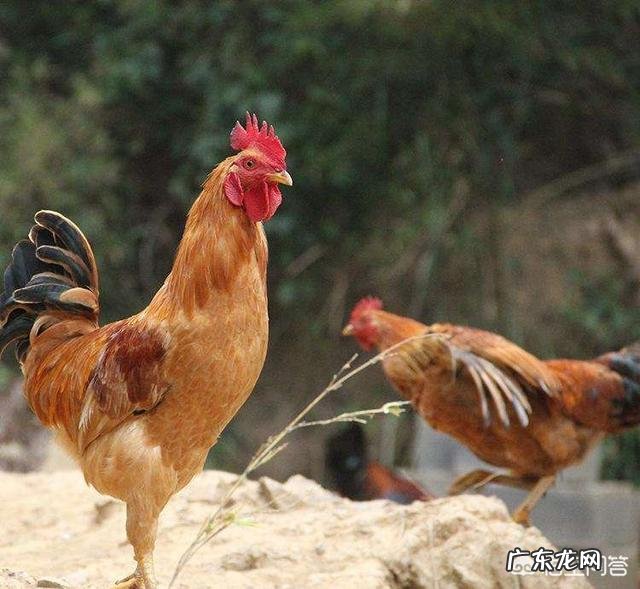 315打假,如果买到假货,你是会默许纵容,还是会坚决抵制