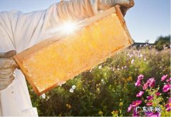 #你吃对了吗#蜂蜜的热量低，有助于减肥