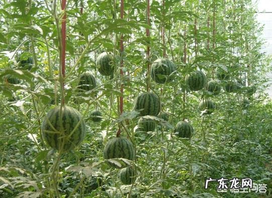 醋可以让西瓜增产丰收吗为什么