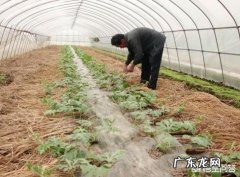 醋可以让西瓜增产丰收吗为什么