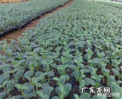 醋可以让西瓜增产丰收吗为什么