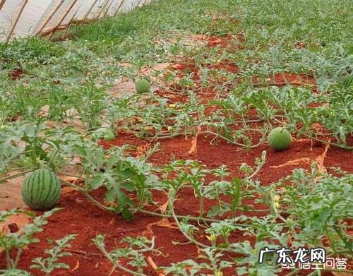 醋可以让西瓜增产丰收吗为什么