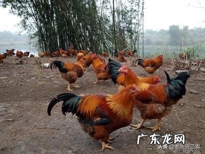 鸡饲料中为什么添加小苏打