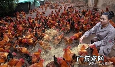 鸡饲料中为什么添加小苏打