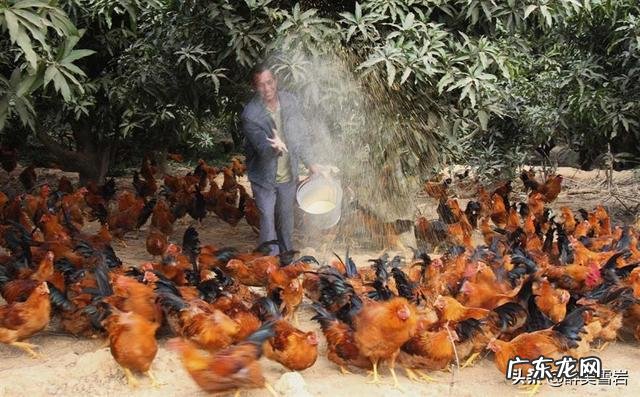 鸡饲料中为什么添加小苏打