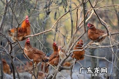 鸡饲料中为什么添加小苏打