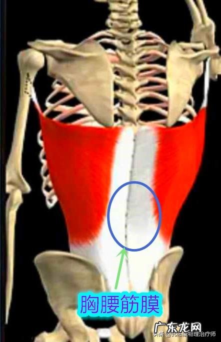 22岁,女。腰肌劳损,久坐久站都会疼。平时该怎么锻炼保养