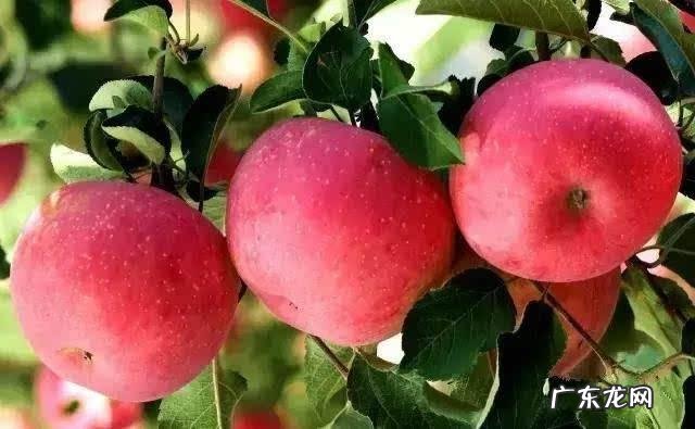 农村的清明菜就要出来了,你们家乡是怎么吃的