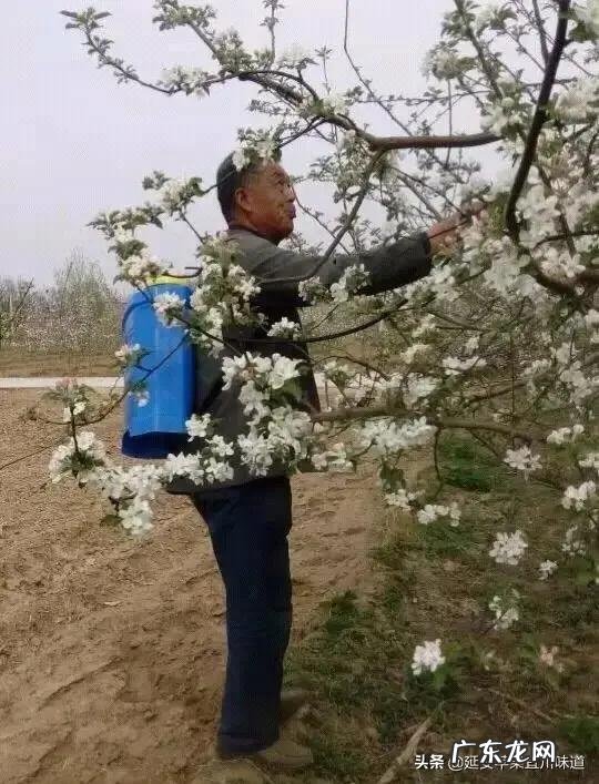 农村的清明菜就要出来了,你们家乡是怎么吃的