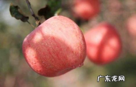 农村的清明菜就要出来了,你们家乡是怎么吃的