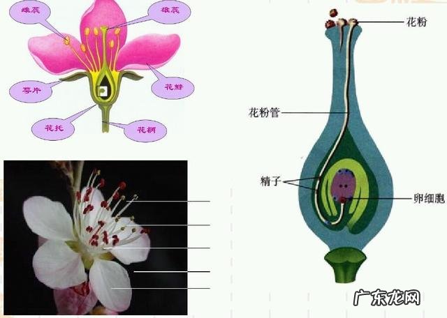 农村的清明菜就要出来了,你们家乡是怎么吃的