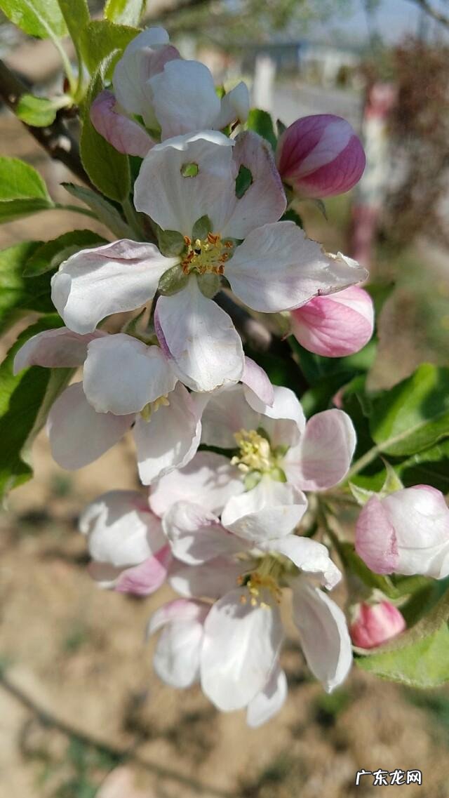 农村的清明菜就要出来了,你们家乡是怎么吃的