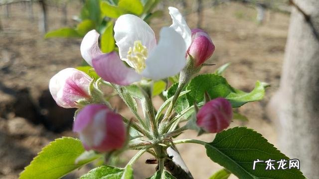 农村的清明菜就要出来了,你们家乡是怎么吃的