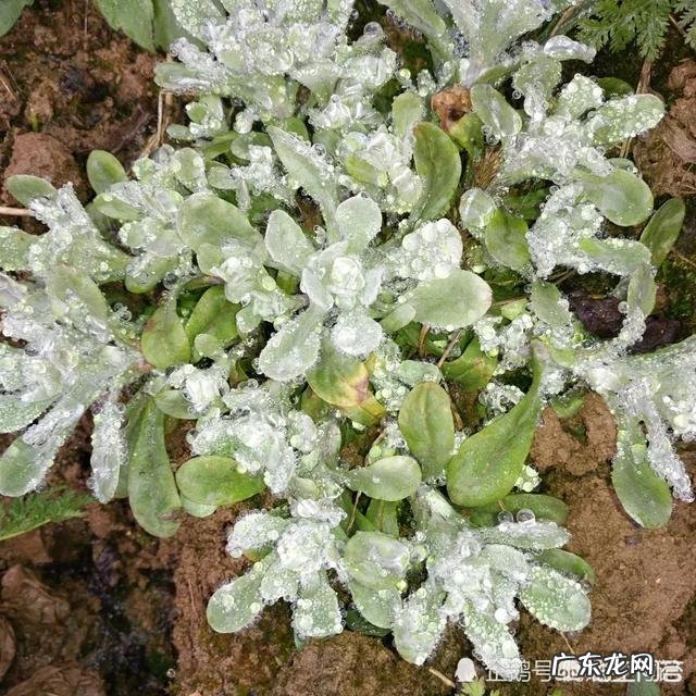 农村的清明菜就要出来了,你们家乡是怎么吃的